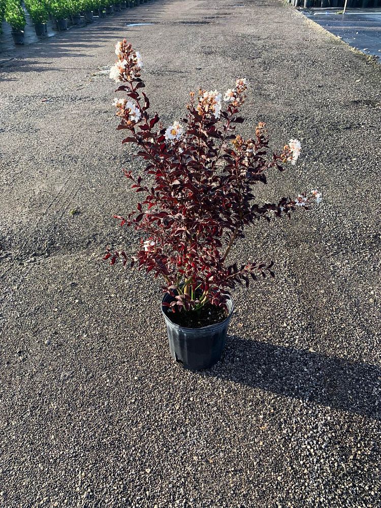 lagerstroemia-indica-black-diamond-pure-white-crape-myrtle