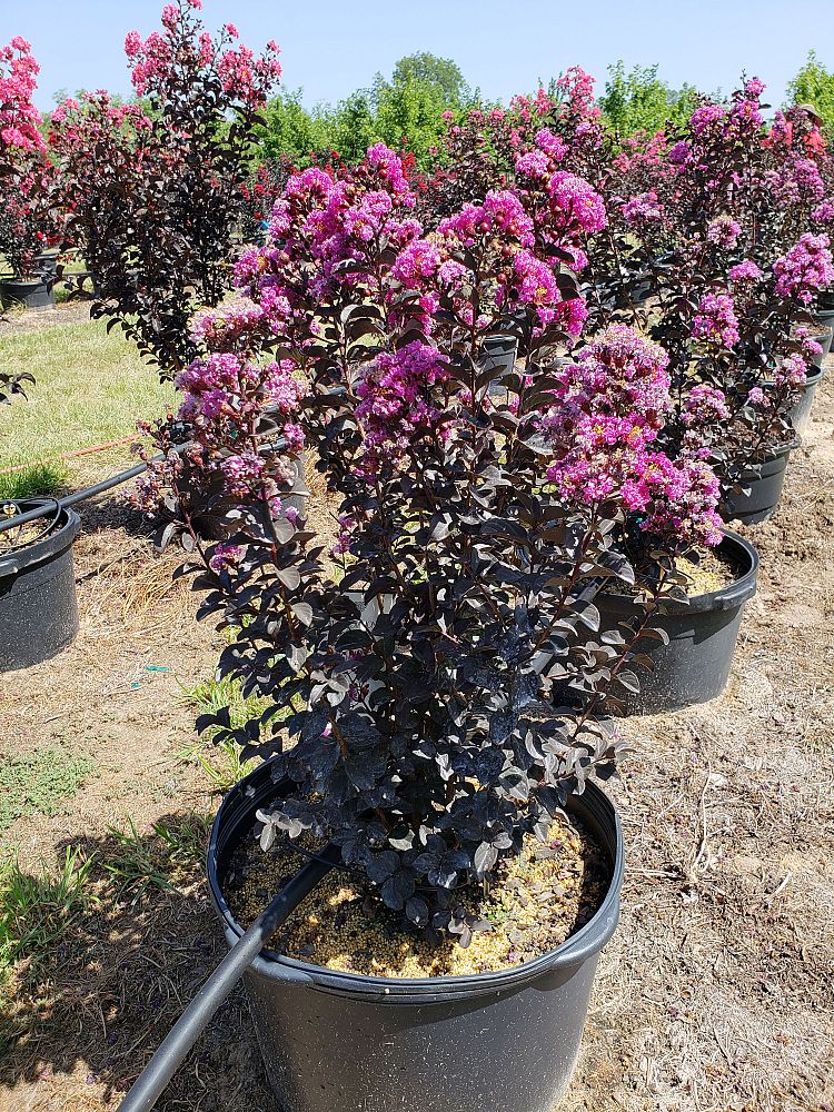 Sorelle Tree Farm, Inc.