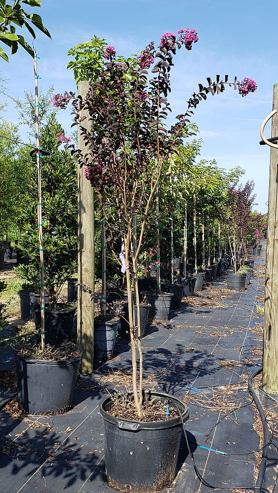 lagerstroemia-indica-black-diamond-purely-purple-crape-myrtle