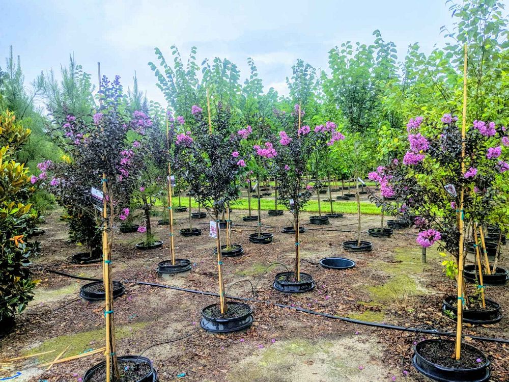 lagerstroemia-indica-black-diamond-purely-purple-crape-myrtle