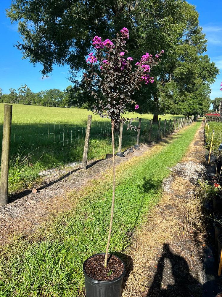 lagerstroemia-indica-black-diamond-purely-purple-crape-myrtle