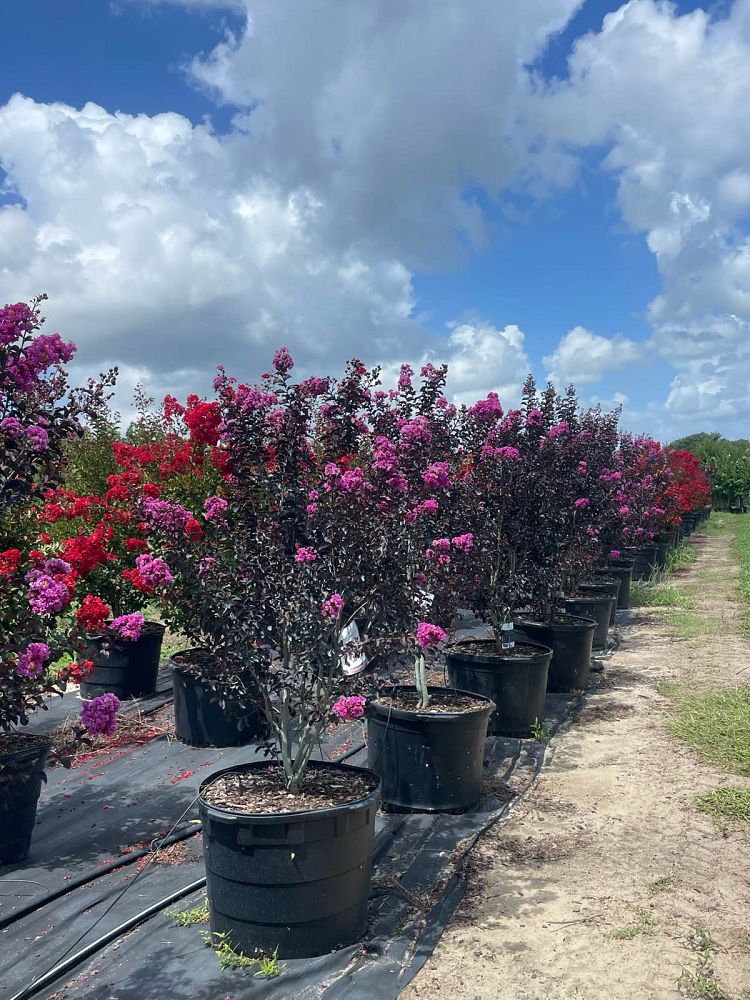 lagerstroemia-indica-black-diamond-purely-purple-crape-myrtle