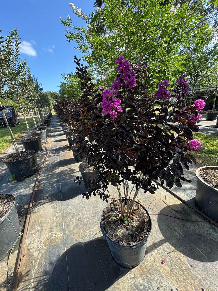 lagerstroemia-indica-black-diamond-purely-purple-crape-myrtle
