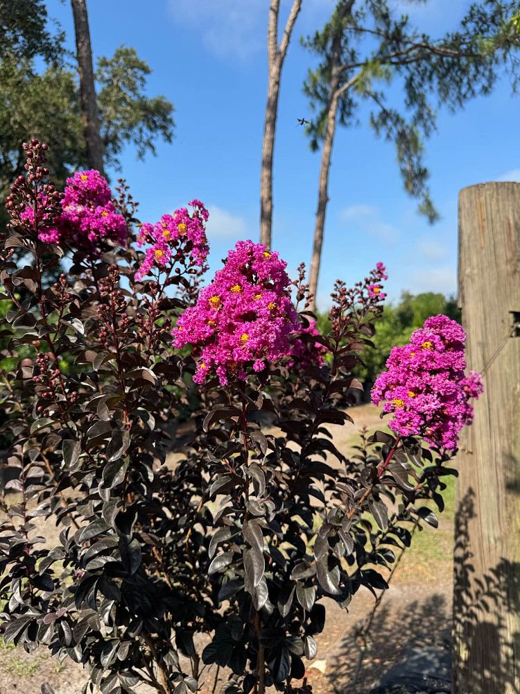 lagerstroemia-indica-black-diamond-purely-purple-crape-myrtle