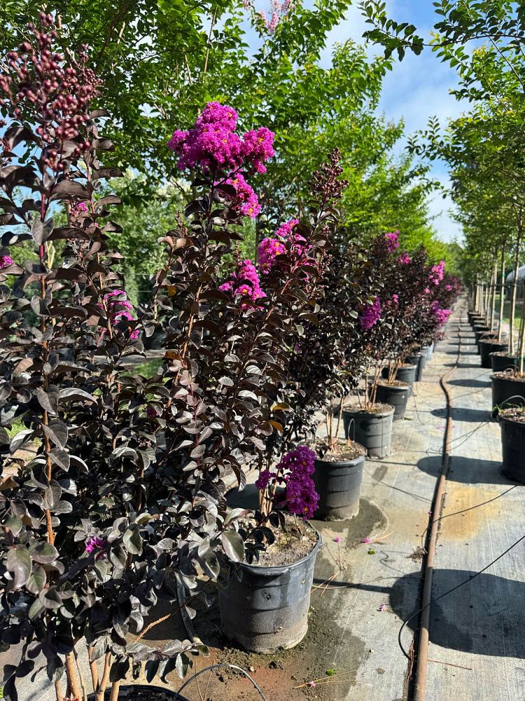 lagerstroemia-indica-black-diamond-purely-purple-crape-myrtle