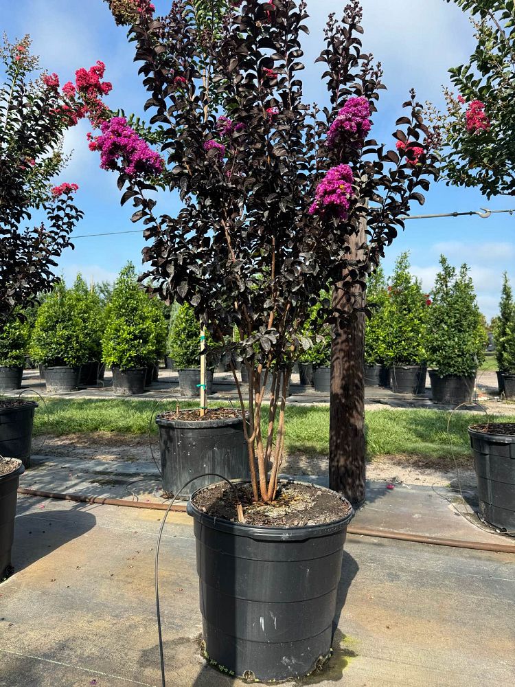 lagerstroemia-indica-black-diamond-purely-purple-crape-myrtle