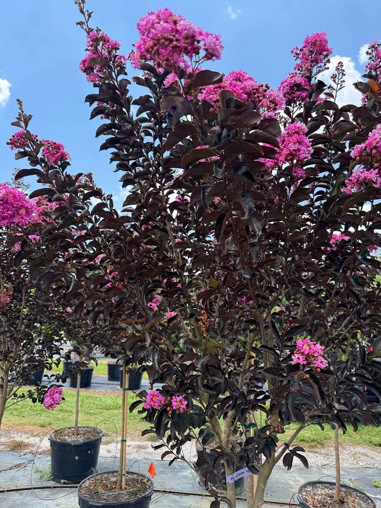 lagerstroemia-indica-black-diamond-purely-purple-crape-myrtle