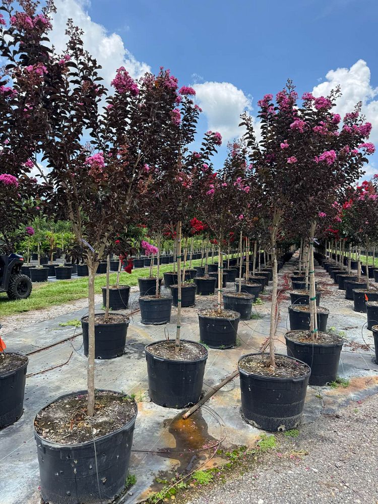 lagerstroemia-indica-black-diamond-purely-purple-crape-myrtle