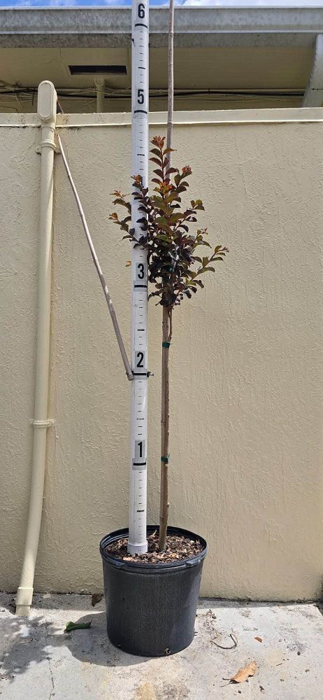 lagerstroemia-indica-black-diamond-purely-purple-crape-myrtle