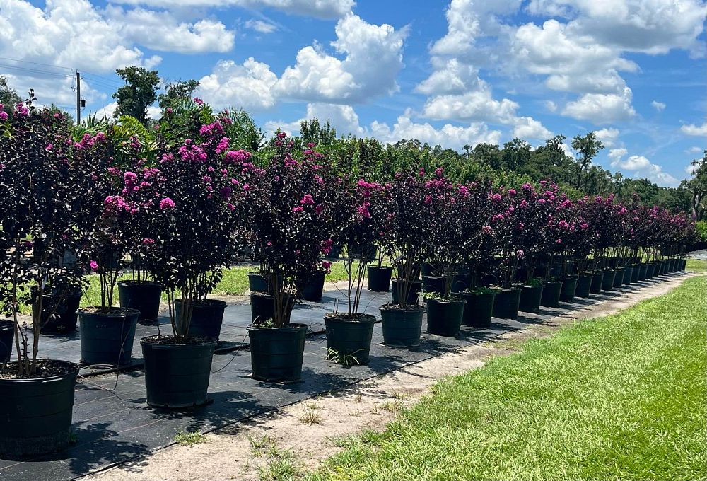 lagerstroemia-indica-black-diamond-purely-purple-crape-myrtle