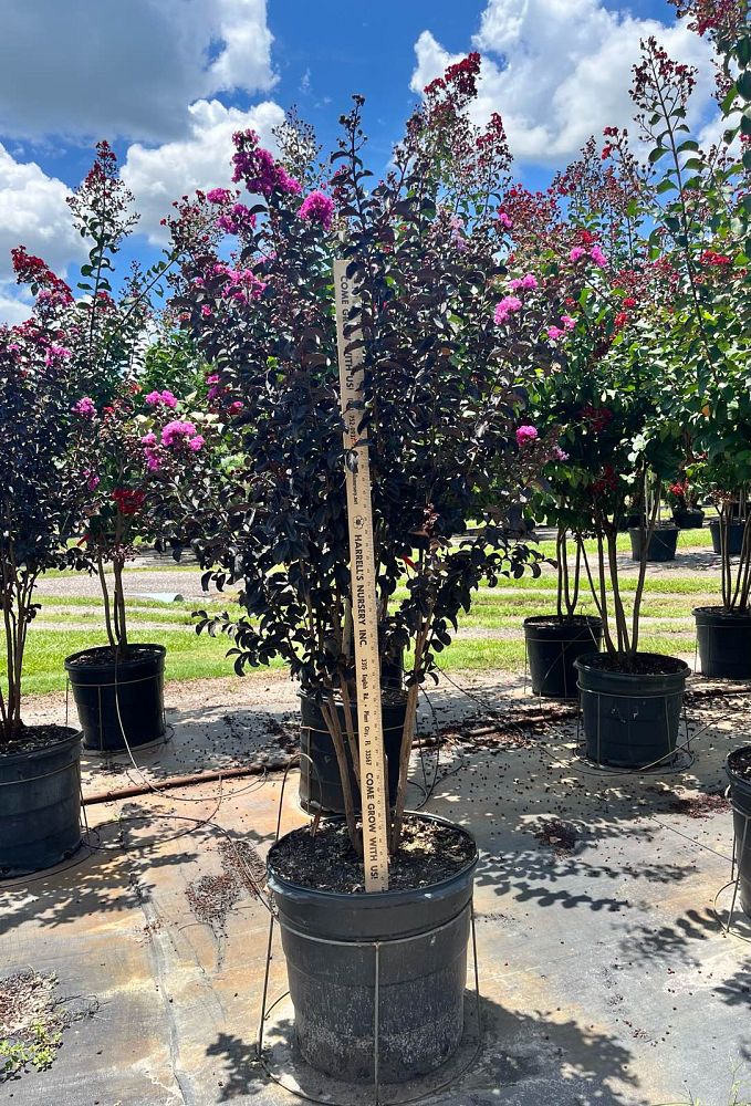 lagerstroemia-indica-black-diamond-purely-purple-crape-myrtle