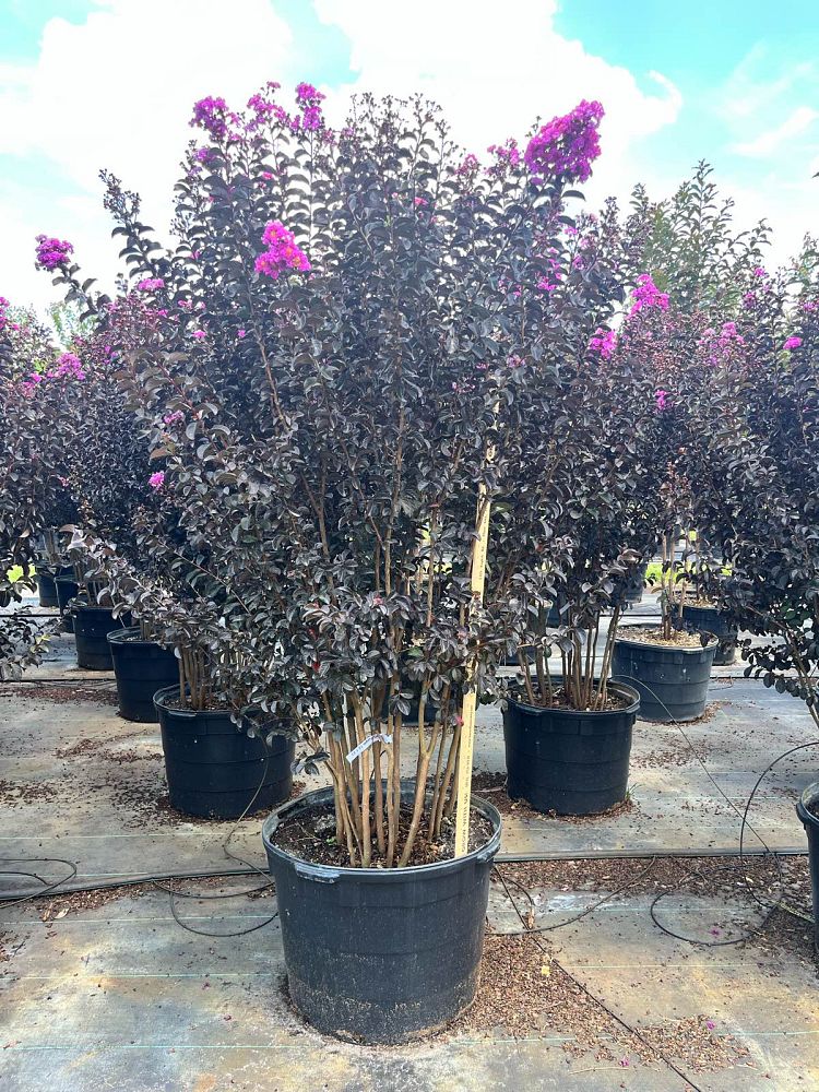 lagerstroemia-indica-black-diamond-purely-purple-crape-myrtle