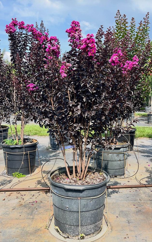 lagerstroemia-indica-black-diamond-purely-purple-crape-myrtle
