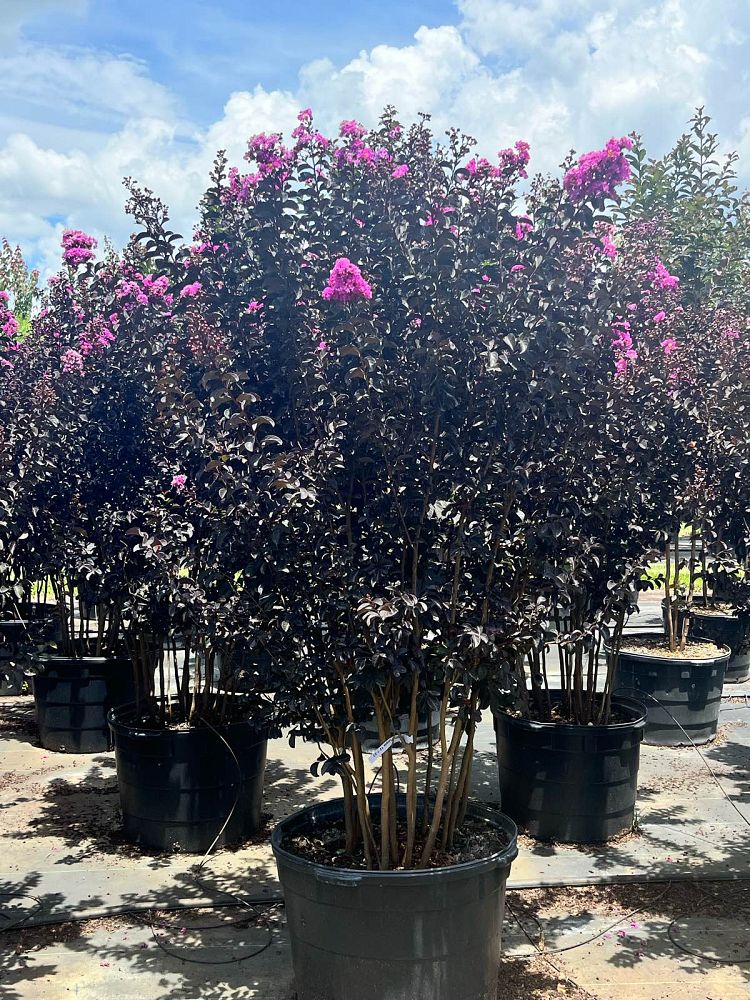 lagerstroemia-indica-black-diamond-purely-purple-crape-myrtle