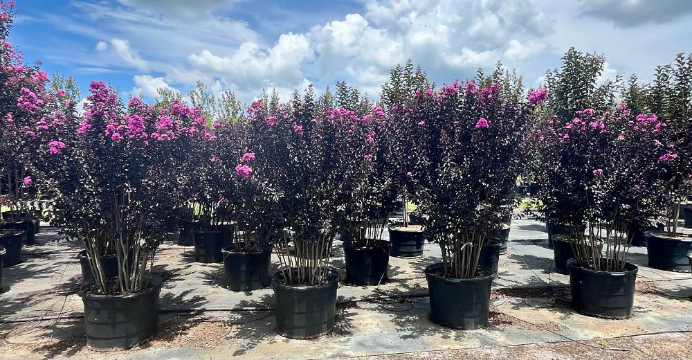lagerstroemia-indica-black-diamond-purely-purple-crape-myrtle