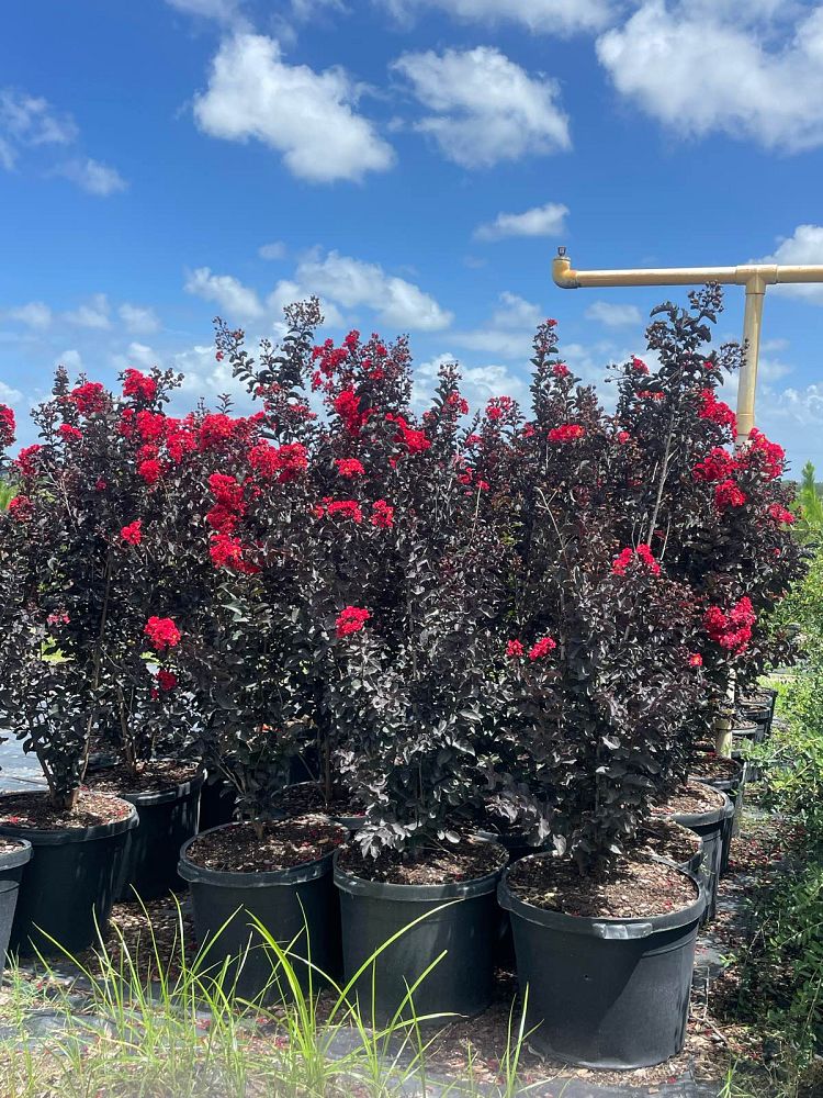 lagerstroemia-indica-black-diamond-red-hot-crape-myrtle