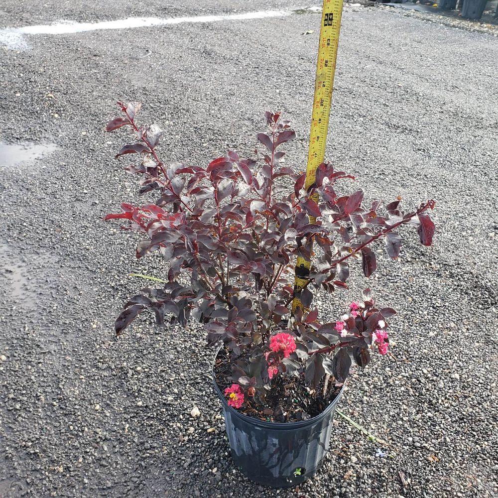 lagerstroemia-indica-black-diamond-red-hot-crape-myrtle