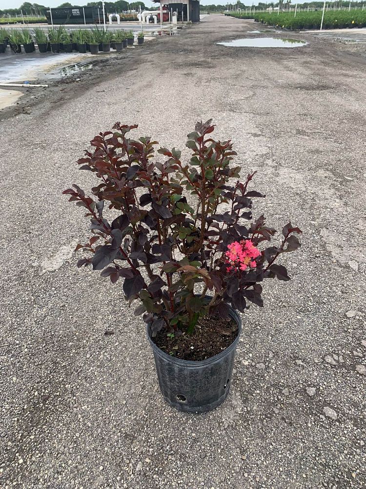 lagerstroemia-indica-black-diamond-red-hot-crape-myrtle