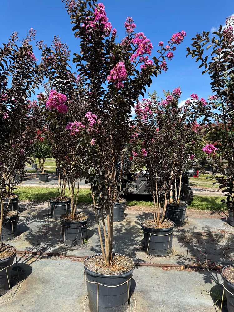 lagerstroemia-indica-black-diamond-series-crape-myrtle