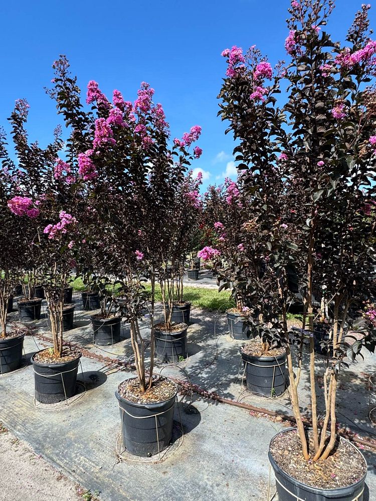 lagerstroemia-indica-black-diamond-series-crape-myrtle
