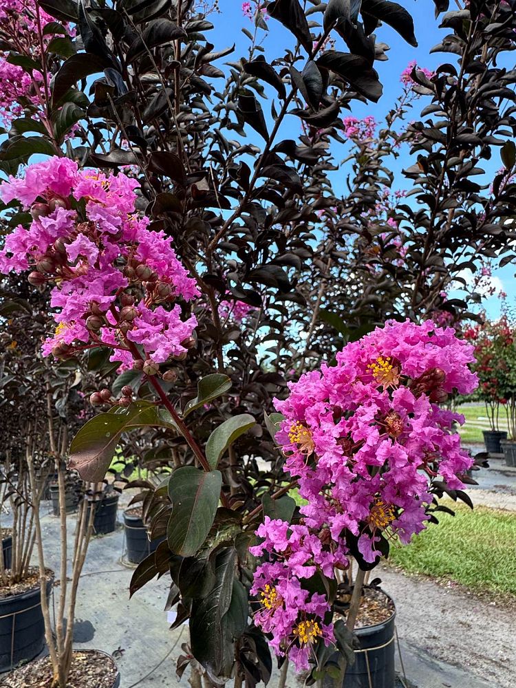 lagerstroemia-indica-black-diamond-series-crape-myrtle