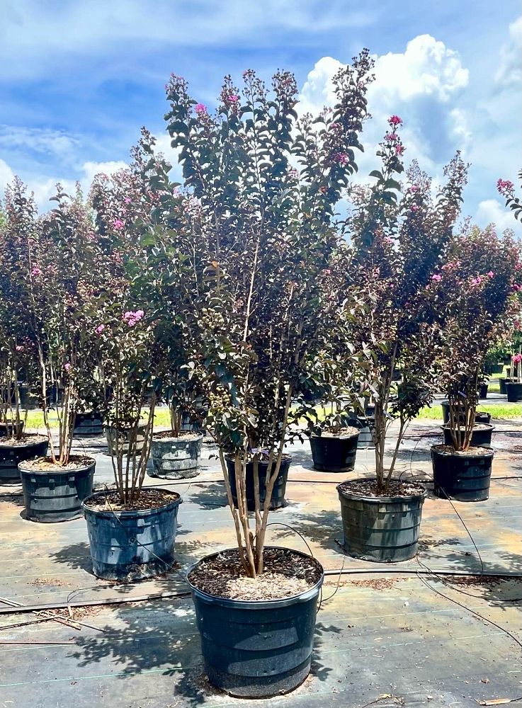 lagerstroemia-indica-black-diamond-series-crape-myrtle