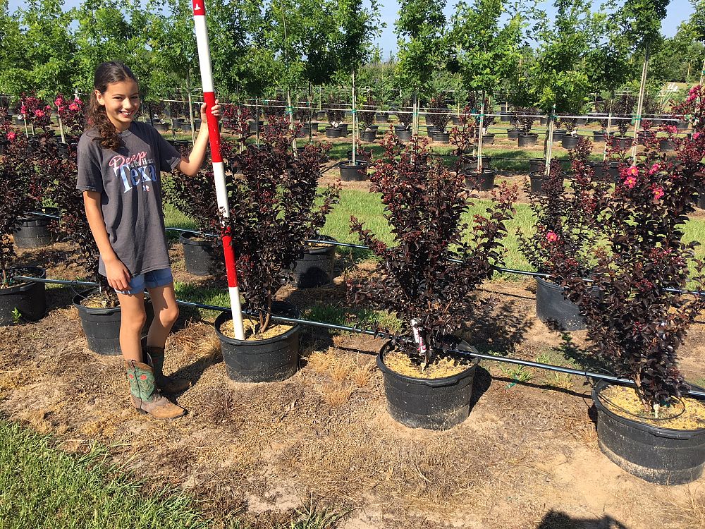 lagerstroemia-indica-black-diamond-shell-pink-crape-myrtle
