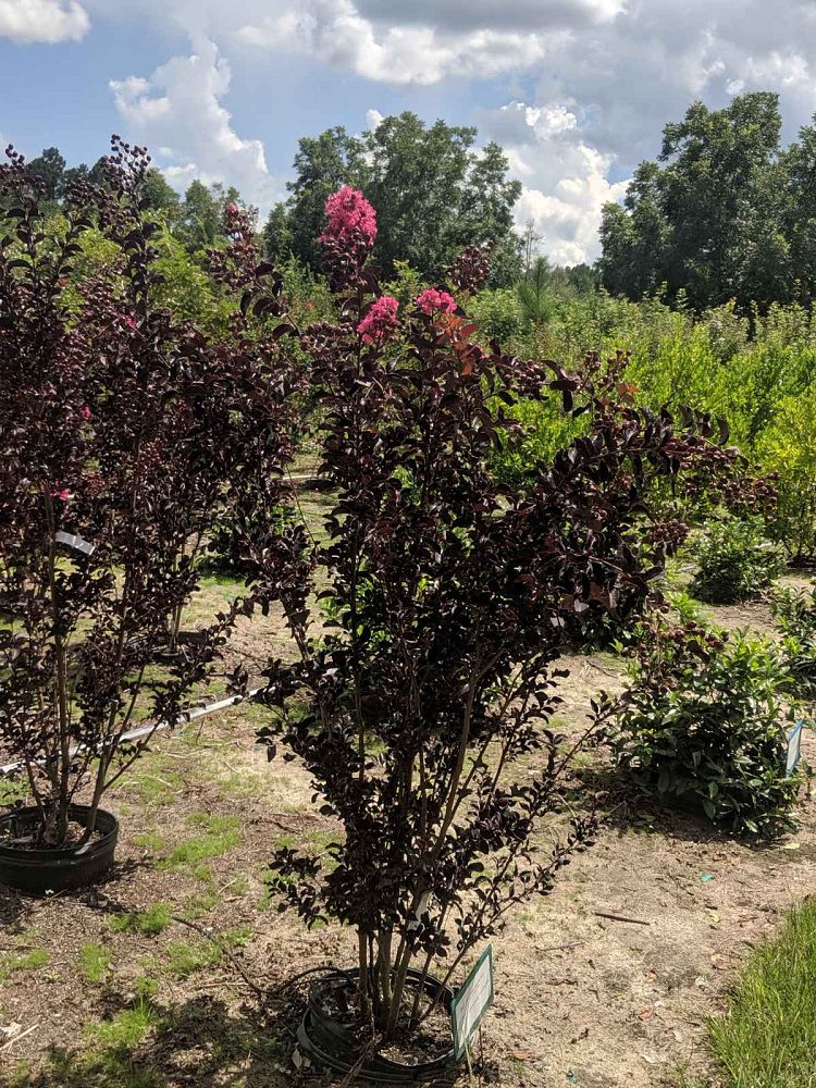 lagerstroemia-indica-black-diamond-shell-pink-crape-myrtle