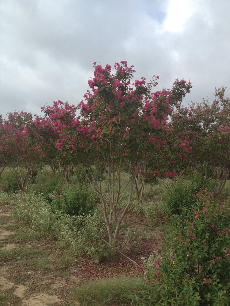 lagerstroemia-indica-carolina-beauty-crape-myrtle