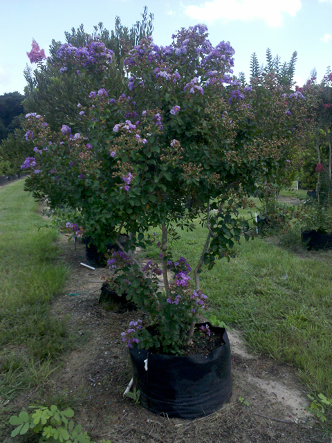 lagerstroemia-indica-catawba-crape-myrtle