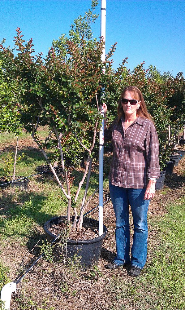 lagerstroemia-indica-catawba-crape-myrtle