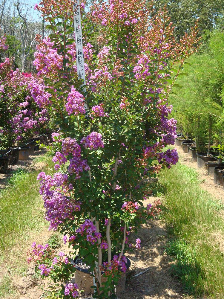 lagerstroemia-indica-catawba-crape-myrtle