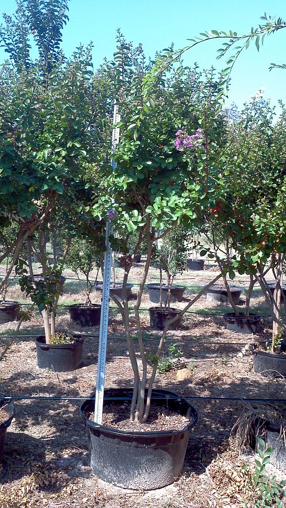 lagerstroemia-indica-catawba-crape-myrtle