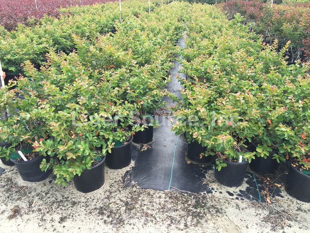 lagerstroemia-indica-catawba-crape-myrtle
