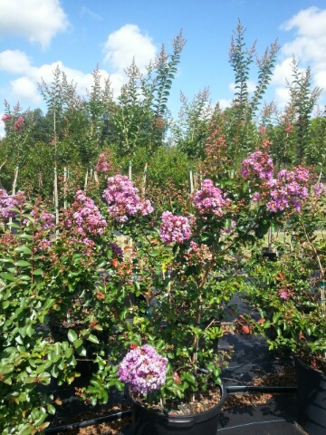 lagerstroemia-indica-catawba-crape-myrtle