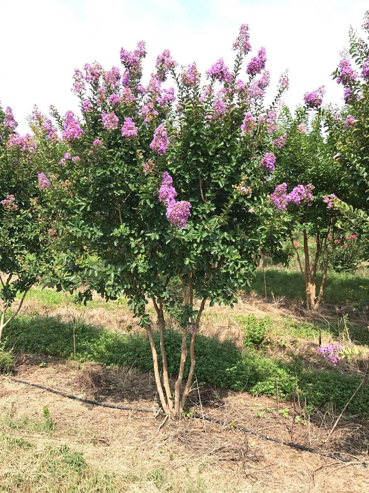 lagerstroemia-indica-catawba-crape-myrtle
