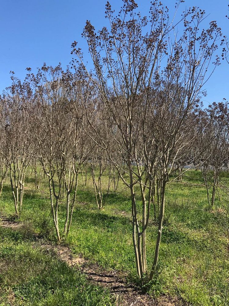 lagerstroemia-indica-catawba-crape-myrtle