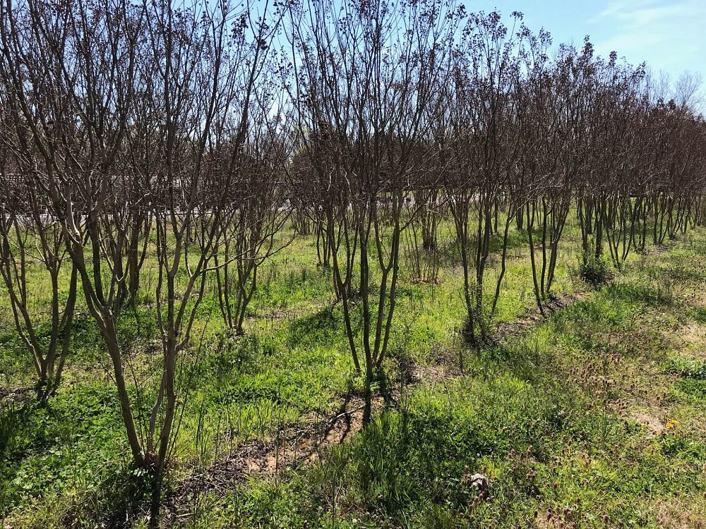lagerstroemia-indica-catawba-crape-myrtle