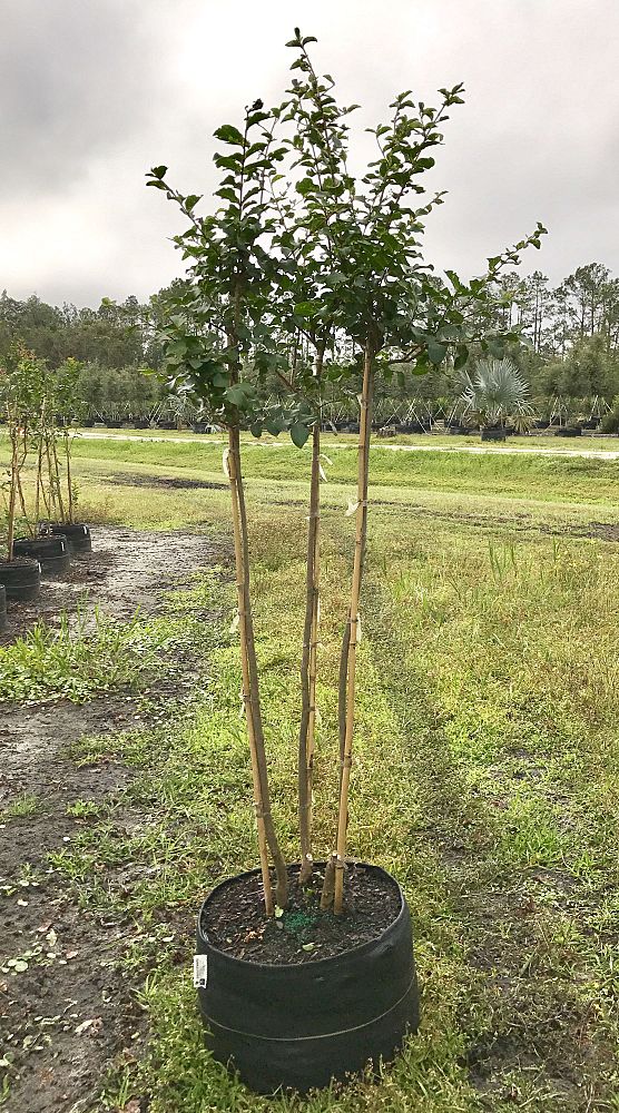 lagerstroemia-indica-catawba-crape-myrtle