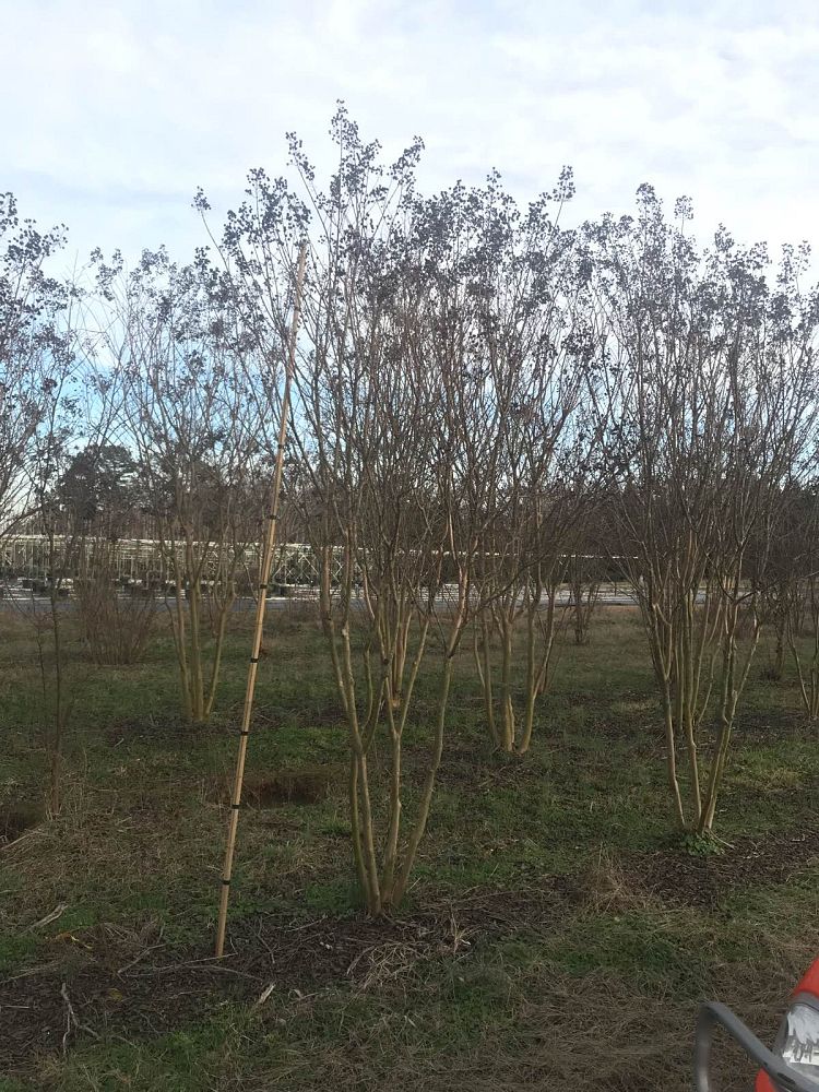 lagerstroemia-indica-catawba-crape-myrtle