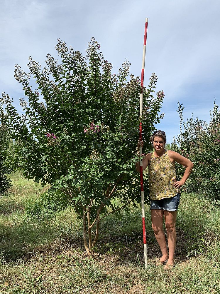 lagerstroemia-indica-catawba-crape-myrtle