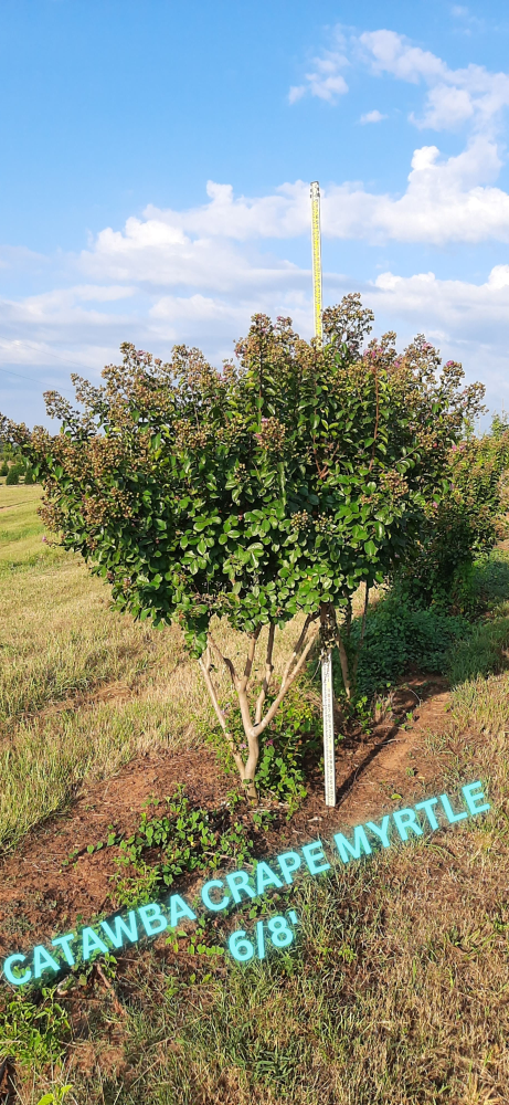 lagerstroemia-indica-catawba-crape-myrtle
