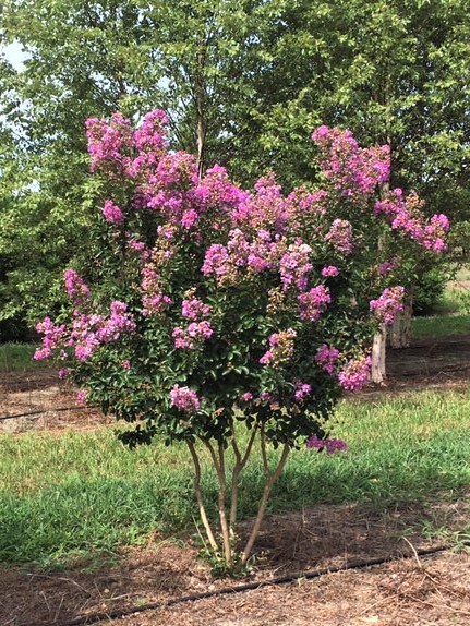 lagerstroemia-indica-catawba-crape-myrtle