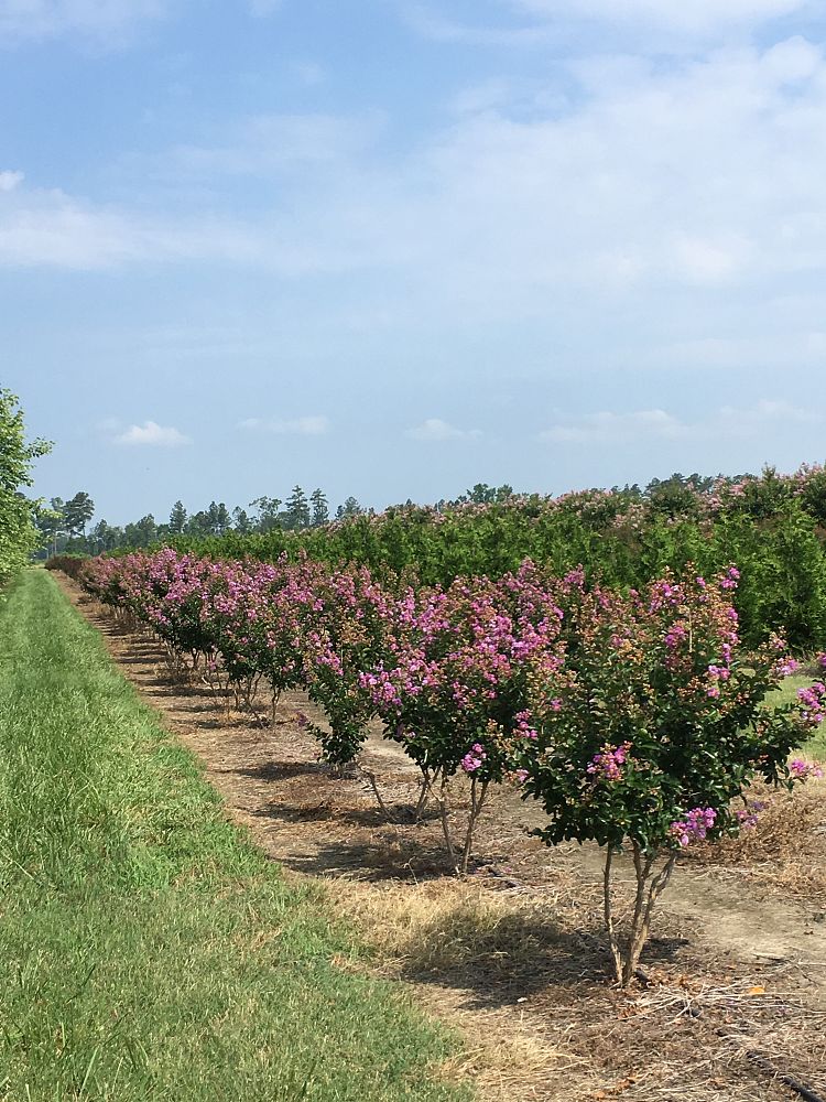 lagerstroemia-indica-catawba-crape-myrtle