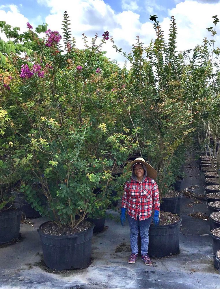 lagerstroemia-indica-catawba-crape-myrtle