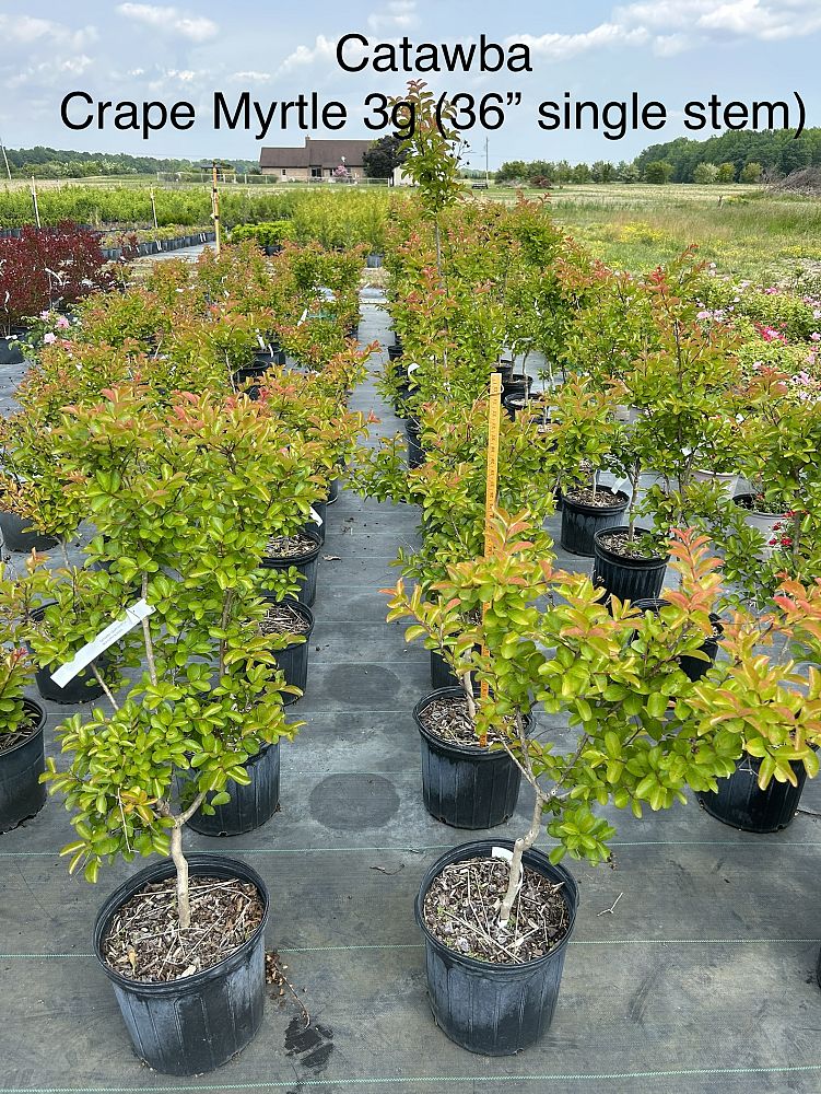 lagerstroemia-indica-catawba-crape-myrtle
