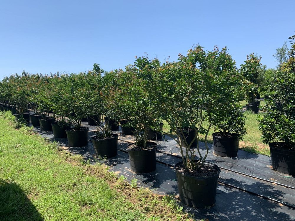 lagerstroemia-indica-catawba-crape-myrtle