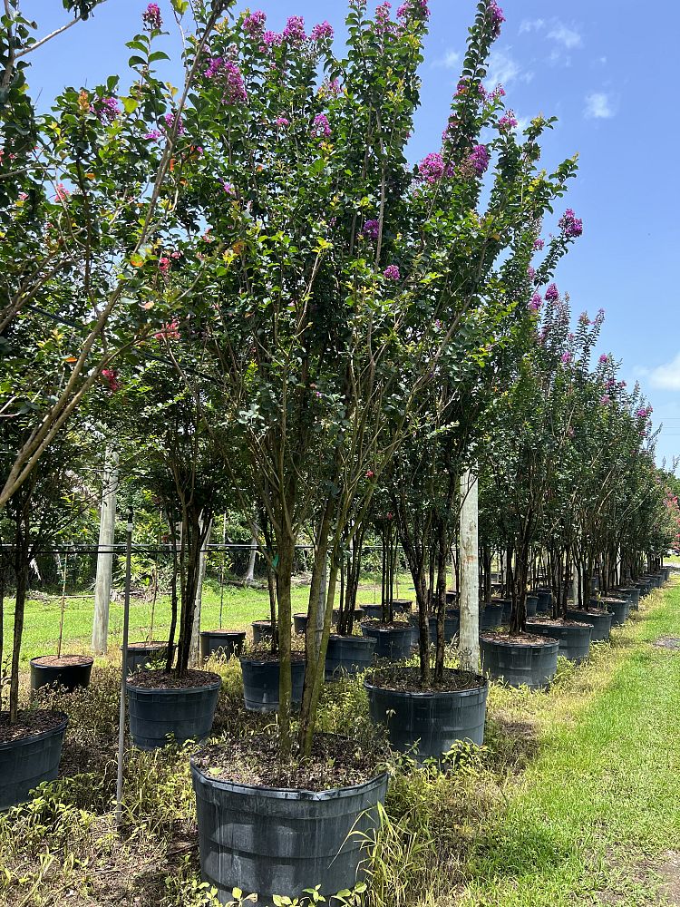 lagerstroemia-indica-catawba-crape-myrtle