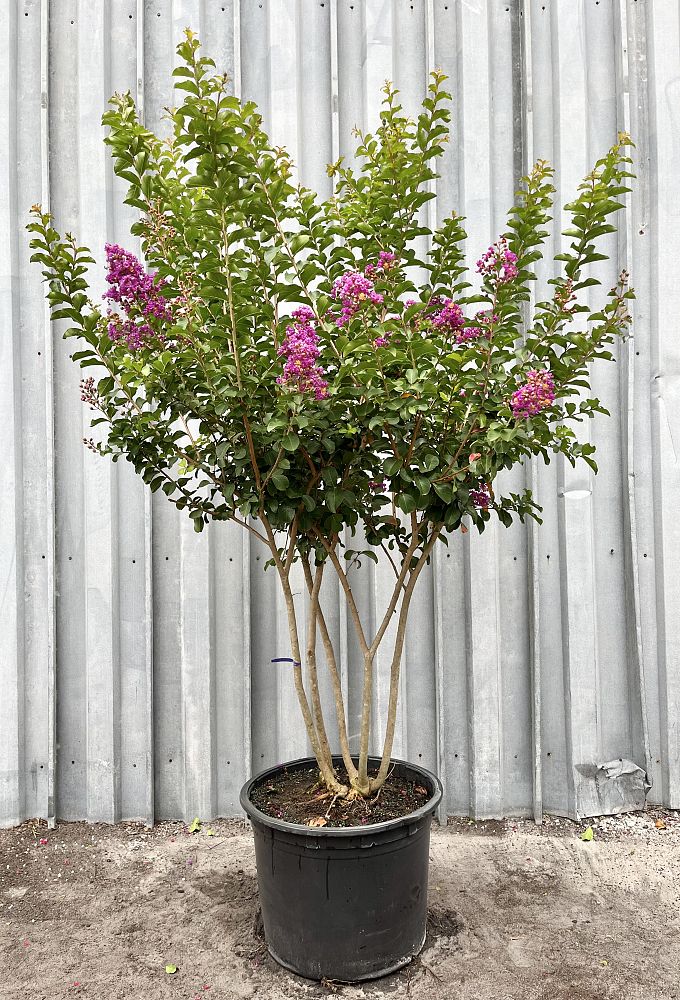 lagerstroemia-indica-catawba-crape-myrtle
