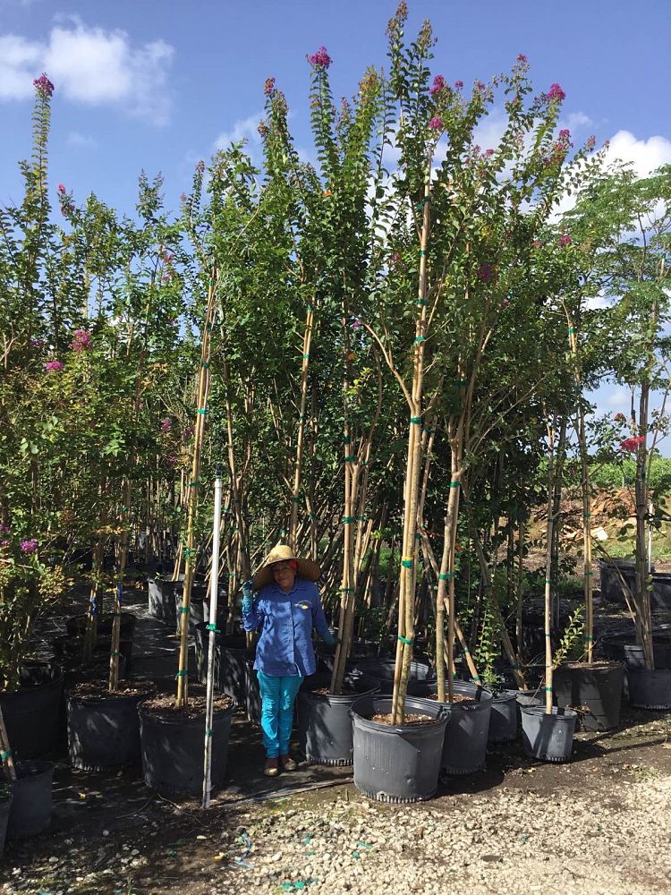 lagerstroemia-indica-catawba-crape-myrtle
